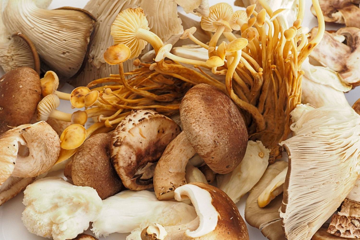 Mushroom Magic: Elevate Your Recipes with the Power of Mushroom Powders